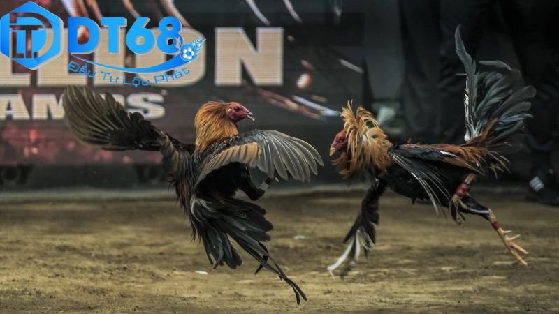 Cược đá gà trực tuyến DT68 uy tín, dễ thắng 3 Các loại hình cược đá gà trực tuyến DT68