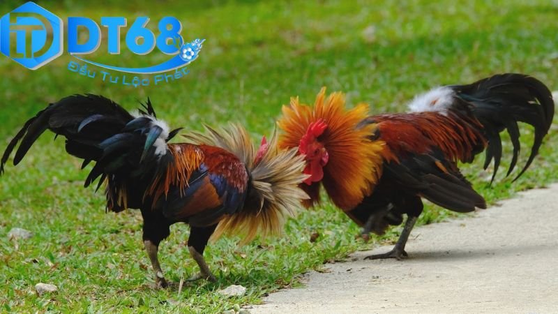 Cược đá gà trực tuyến DT68 uy tín, dễ thắng 4 Mẹo và chiến lược để thắng cược
