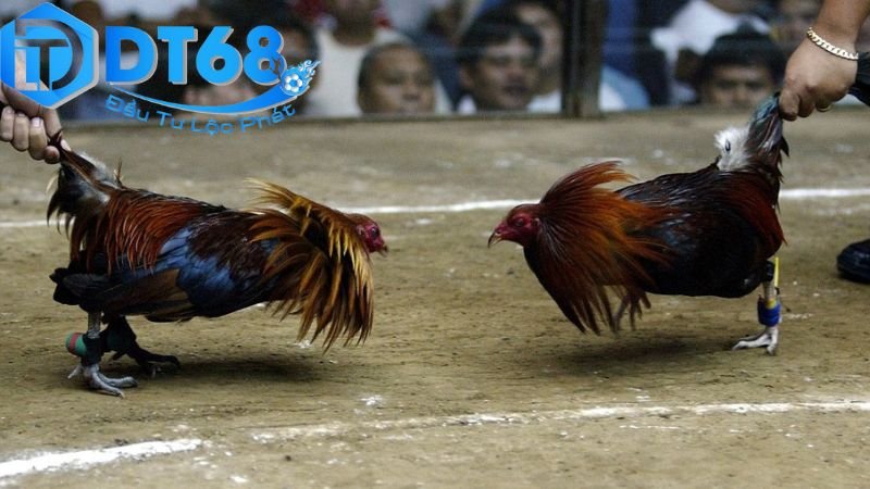 Đá gà Campuchia DT68 bắt kèo siêu chuẩn 4 Lợi ích khi tham gia đá gà trên DT68