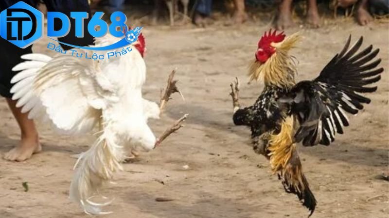 Đá gà Campuchia DT68 bắt kèo siêu chuẩn 3 Tính năng nổi bật của DT68