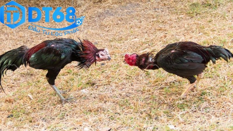 Đá gà cựa dao DT68 uy tín, cược siêu đã 4 Phân tích chiến thuật trong đá gà cựa dao DT68