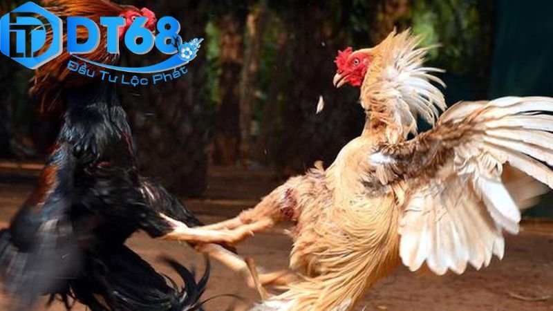Đá gà cựa dao DT68 uy tín, cược siêu đã 3 Quy trình tổ chức đá gà cựa dao trên DT68
