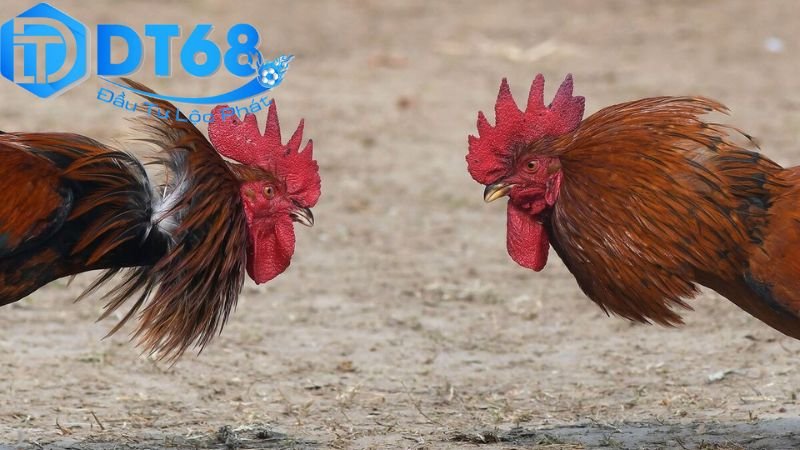 Đá gà Thomo DT68 trực tiếp mỗi ngày 2 Hướng dẫn tham gia và sử dụng nền tảng