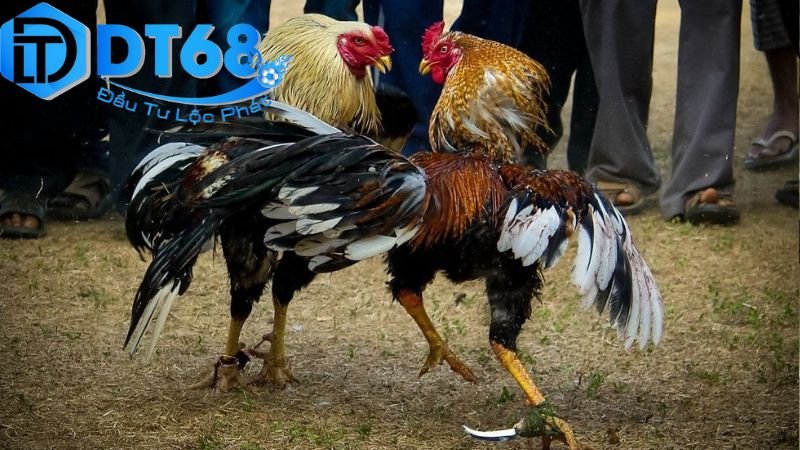 Đá gà Thomo DT68 trực tiếp mỗi ngày 3 Mẹo và chiến lược nâng cao cơ hội thắng