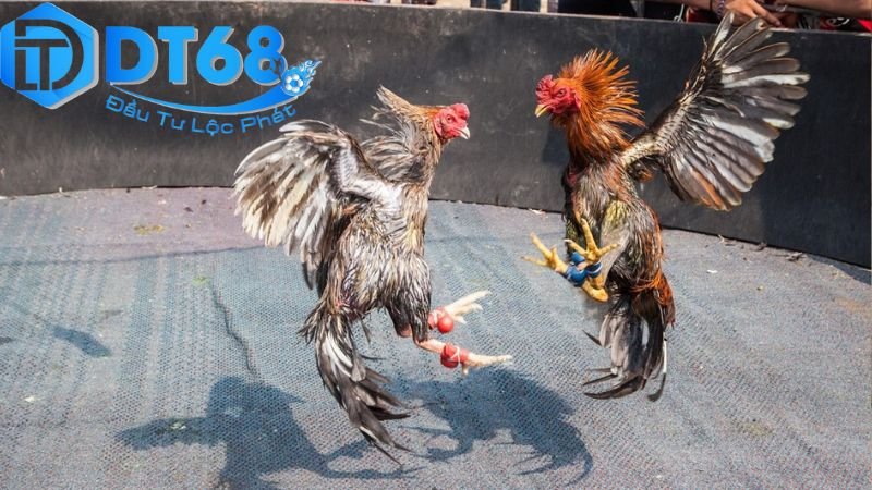 Đá gà Thomo DT68 trực tiếp mỗi ngày 4 Rủi ro liên quan và lưu ý pháp lý