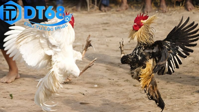 DT68 đá gà ăn tiền thật – Nạp nhanh, chơi dễ thắng 2 Hướng dẫn tham gia và chơi DT68 đá gà ăn tiền thật