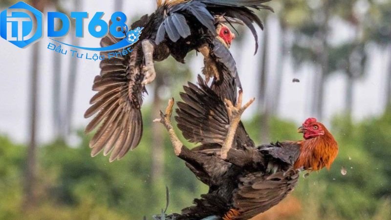DT68 đá gà ăn tiền thật – Nạp nhanh, chơi dễ thắng 3 Chiến lược nâng cao để thắng cược