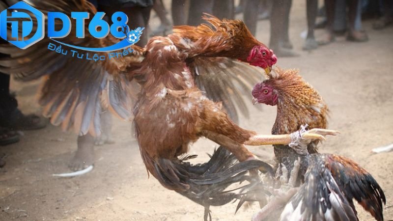 DT68 đá gà ăn tiền thật – Nạp nhanh, chơi dễ thắng 4 Rủi ro, an toàn và trách nhiệm khi chơi