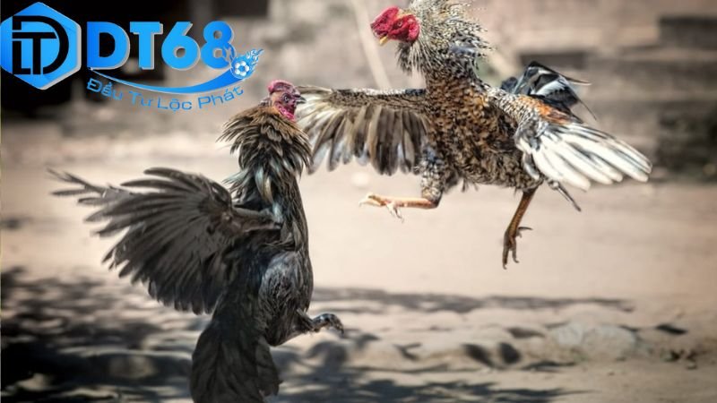 Livestream đá gà DT68 cực cháy, thưởng cực cao 2 Cách chuẩn bị và thực hiện livestream trên DT68