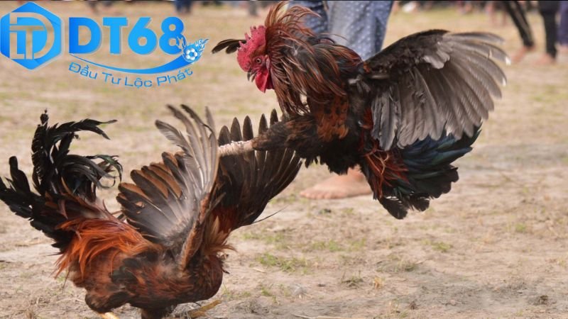 Livestream đá gà DT68 cực cháy, thưởng cực cao 3 Nội dung hấp dẫn và chiến lược trong livestream đá gà