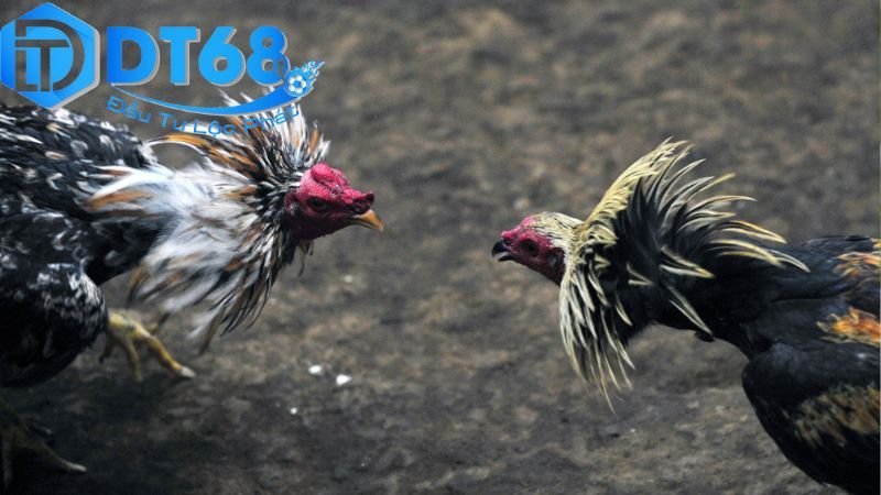 Livestream đá gà DT68 cực cháy, thưởng cực cao 4 Rủi ro, lưu ý khi tham gia livestream