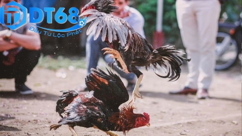 Nhà cái đá gà DT68 hỗ trợ người chơi tận tình 3 Ưu điểm nổi bật của nhà cái DT68